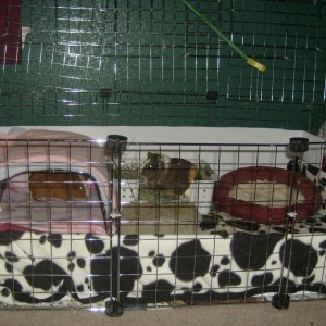 Another view of the girls' cage