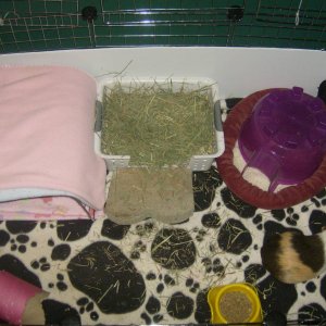 top view of Amber and Callie's cage