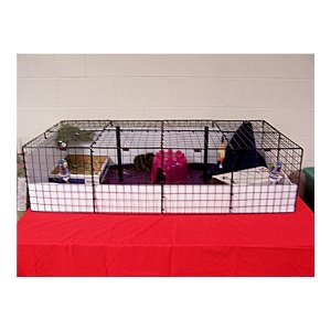 2X4 closed cage for Rainbow & Chelsea