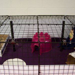 View of the top of the cage