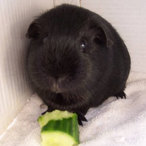 Dippy eating cucumber
