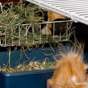 Hay rack: crime scene