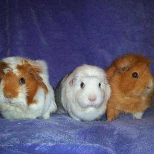 Penny - Annabelle - Missy