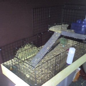 My piggies cage!