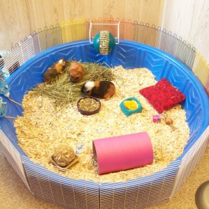 homemade pool cage!