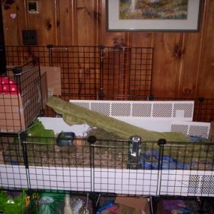Khai and Begley's cage