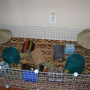Woodstock and Buster's cage