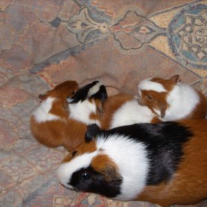 My new born guinea pigs