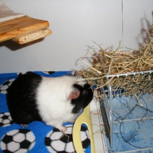 Marsha Investigating the hay rack