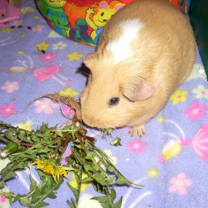 Cookie and the dandelion