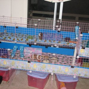 Front view of the babies' cage