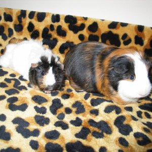 Petunia (left) and Piglet (right)