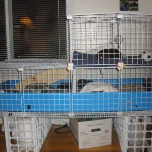 Two-Story Cage With Ramp