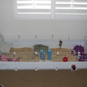 Ginny and Luna's 2x5 cage