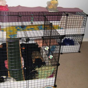 Pixie and Pearl's Cage
