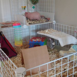 Iggy's New cage!!