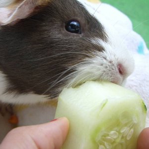 Mokka Eating her Cucumber