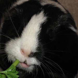 Pearl eating parsley