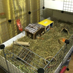 Guinea piggies cage! (4.8 x 2.5 feet)