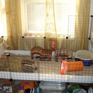 Guinea piggies cage! (6 x 2.5 feet)