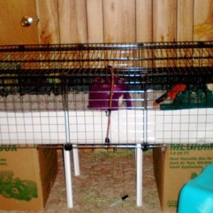 New Cage for the Ladies