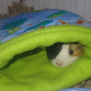 Willow in her Weaver Bed