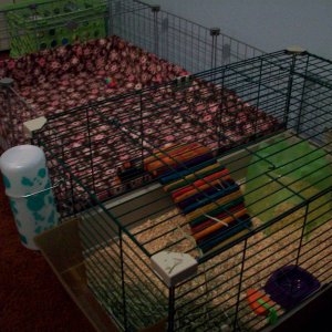 New cage for new piggies