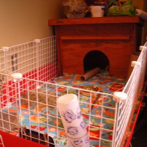Clover's new cage!