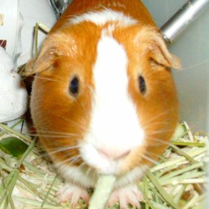 Gambit eating hay!