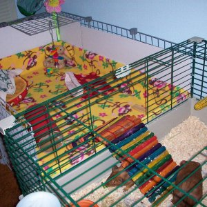 Ginger and Teddi's cage