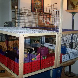 the boys new cage