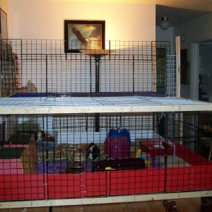 another picture of boys cage