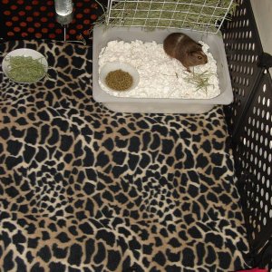Lola's quarantine cage