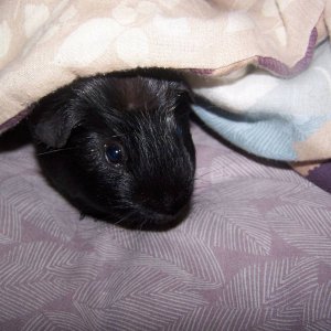 Pig in a blanket!