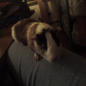 FIRST_picture_of_my_guinea_