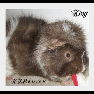 King, my first guinea pig.