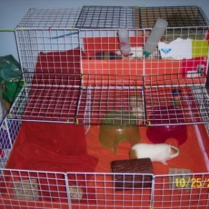 Charlie's old cage.