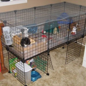 Atticus and Baby Boo's rebuilt cage