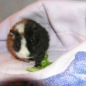 Guinea Pig were going to adopt in a week