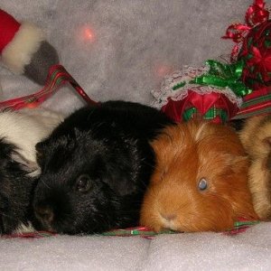 Christmas Pigs