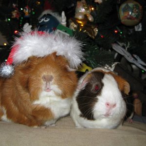 Ginger & Mokka's Christmas Picture