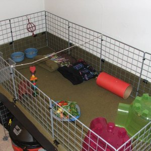 Sizzles and Super Dude's cage
