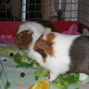Ginger & Mokka Munching on there veggies