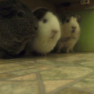 The Guinea Pig Clan