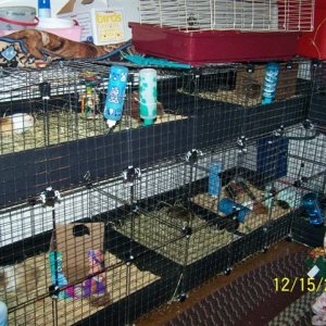 Just part of our sanctuary/rescue caging