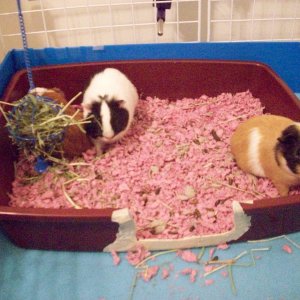 My 3 Guinea Pigs!