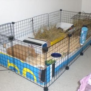 Brand new cage for happy guinea pigs