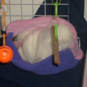 Snowball in Holly's cozy.