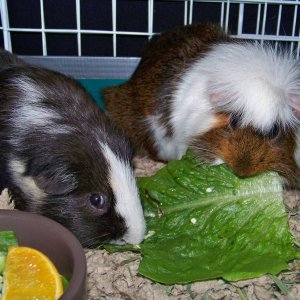 Charlie & Elise Eating Veggies
