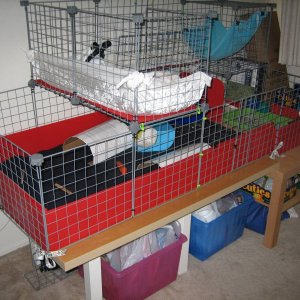 Cage #2 with Ikea coffee tables as stand - Guinea Pig Cages